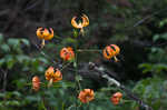 Turk's cap lily